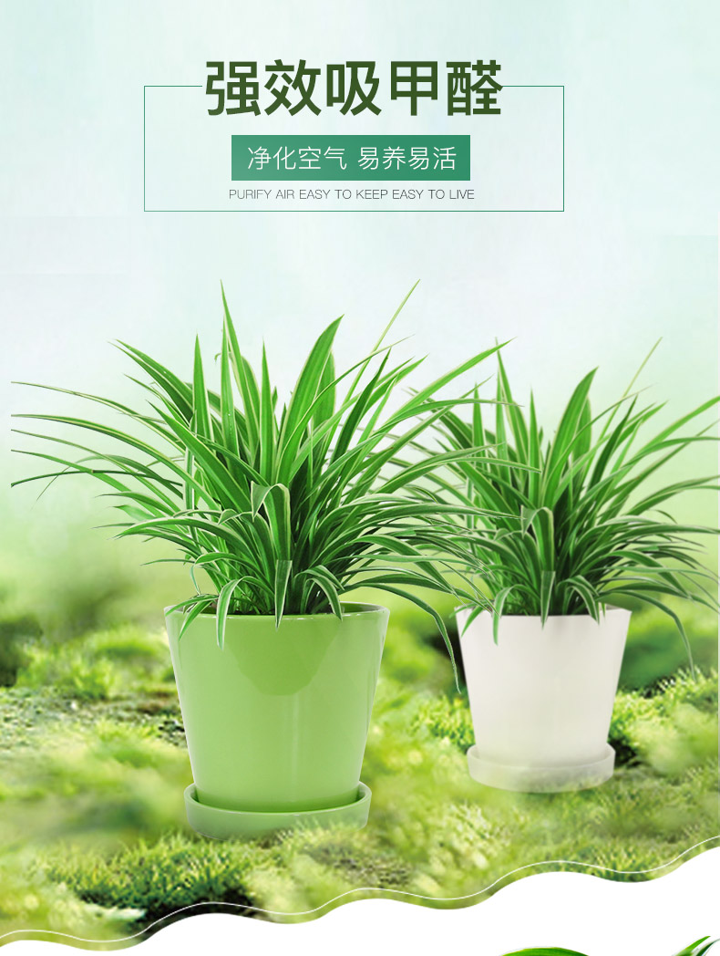 金邊吊蘭租賃，金邊吊蘭租擺