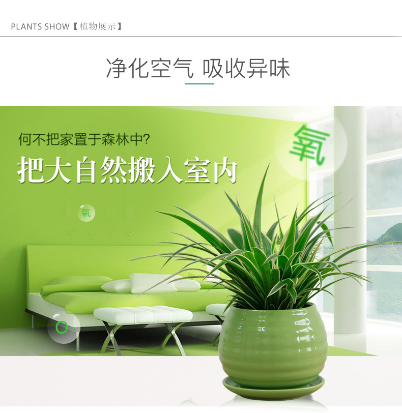 金邊吊蘭租賃，金邊吊蘭租擺