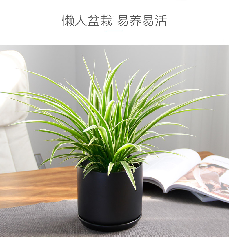 金邊吊蘭租賃，金邊吊蘭租擺