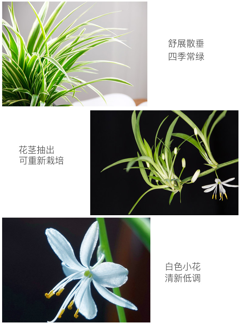 金邊吊蘭租賃，金邊吊蘭租擺