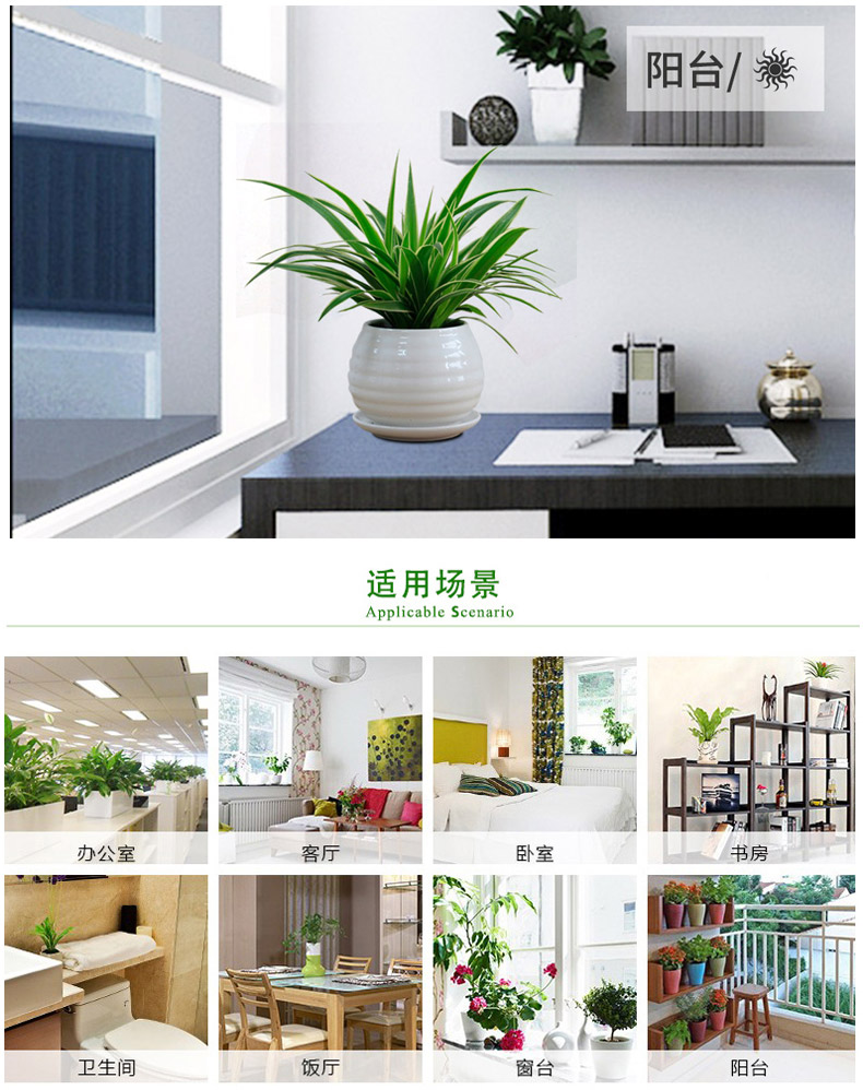 金邊吊蘭租賃，金邊吊蘭租擺
