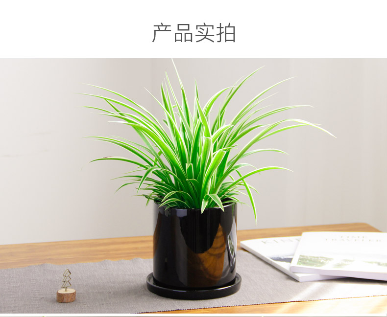 金邊吊蘭租賃，金邊吊蘭租擺
