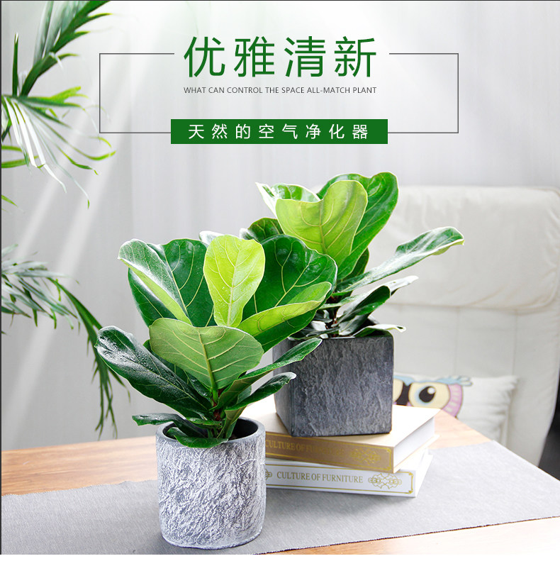 琴葉榕