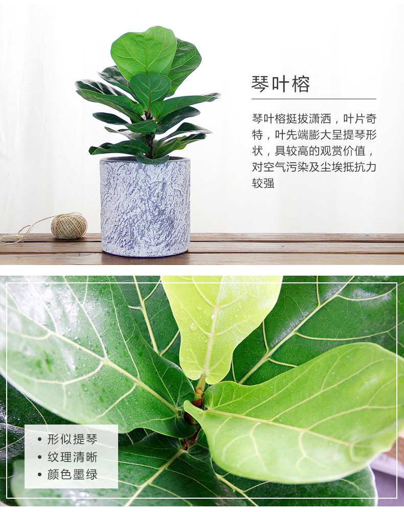 琴葉榕租賃，琴葉榕租擺