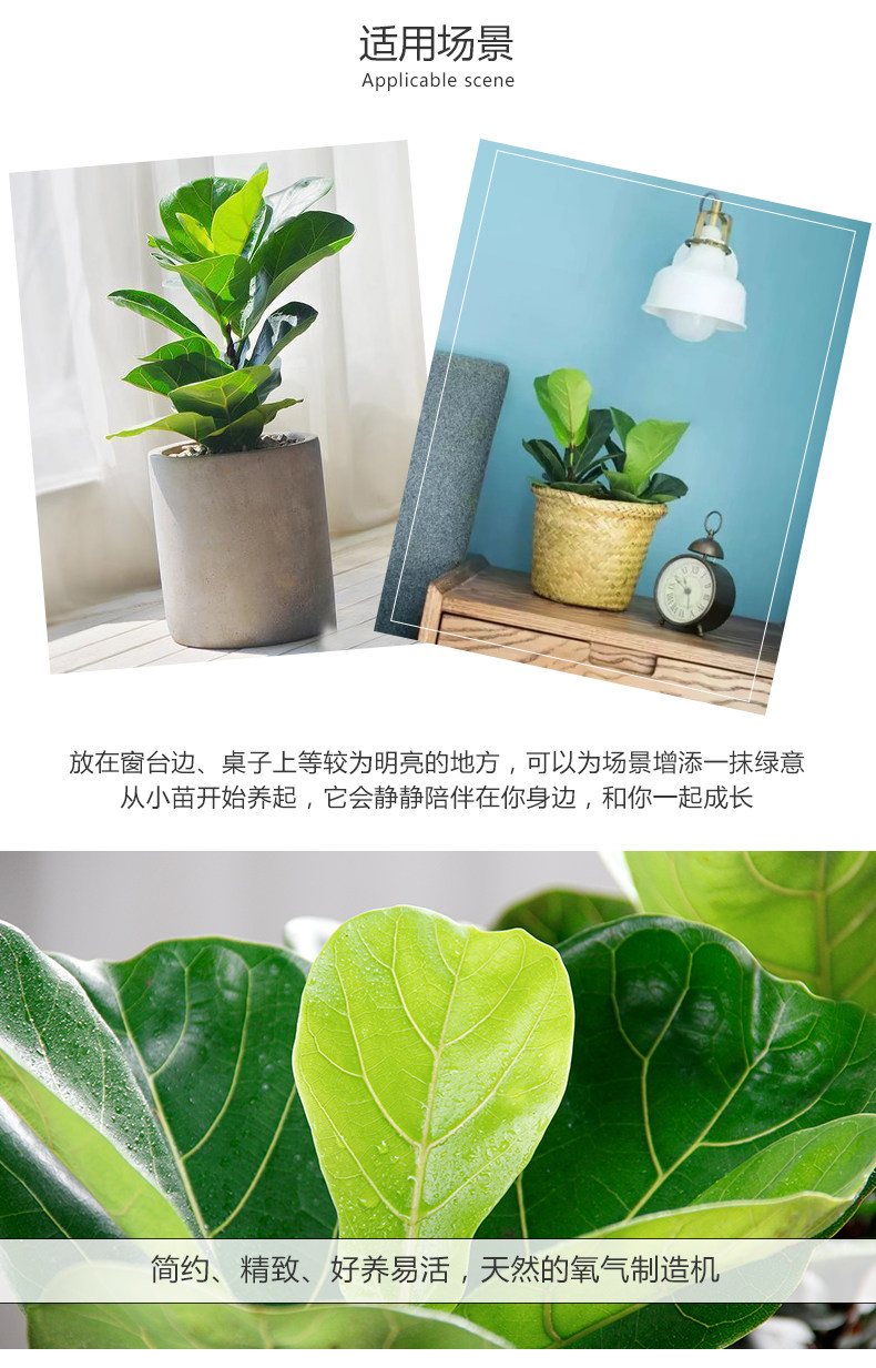 琴葉榕租賃，琴葉榕租擺
