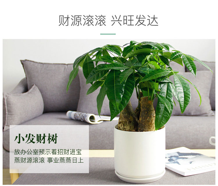 發財樹