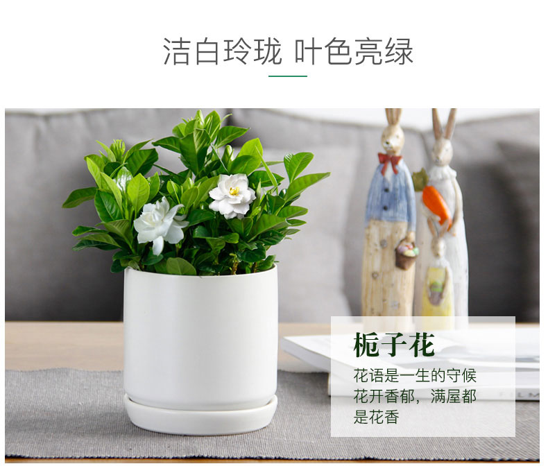梔子花