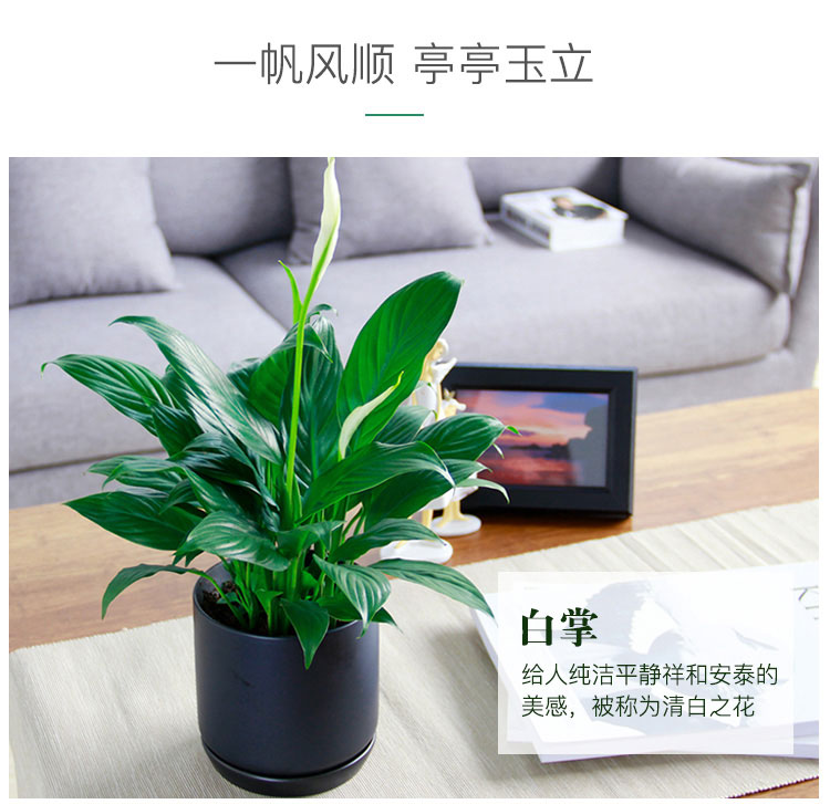 (一帆風順)白掌