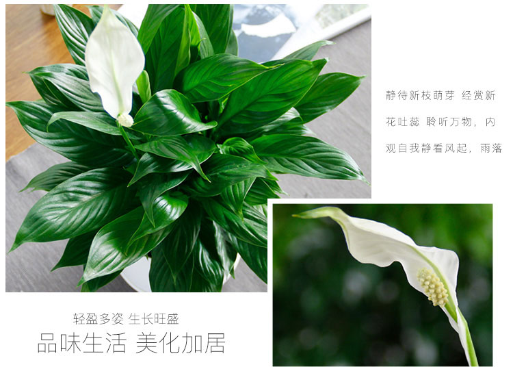 白掌租賃，一帆風順綠植租賃