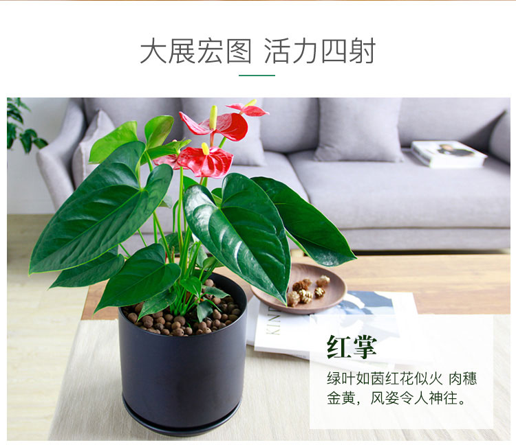 紅掌