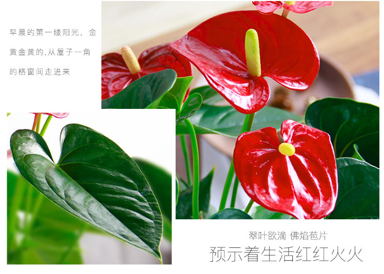 紅掌租賃,紅掌租擺 紅掌租賃,紅掌租擺