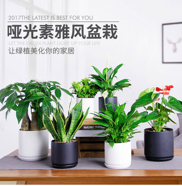 桌面小盆栽組合