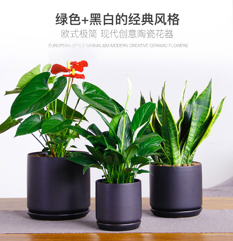 桌面小盆栽組合 桌面小盆栽組合