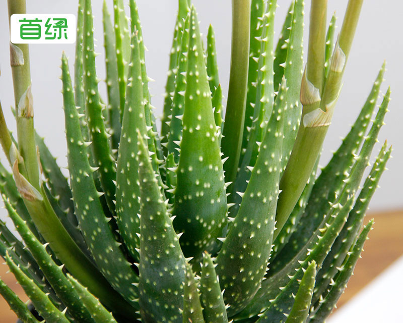 水晶蘆薈