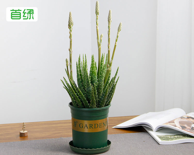 水晶蘆薈 水晶蘆薈