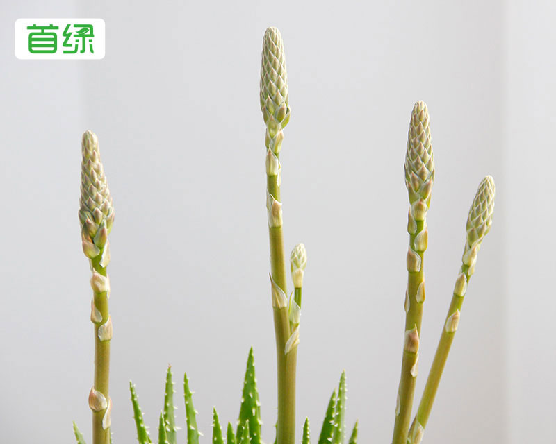水晶蘆薈 水晶蘆薈