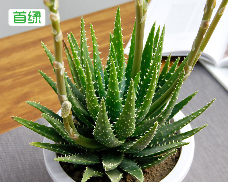 水晶蘆薈 水晶蘆薈