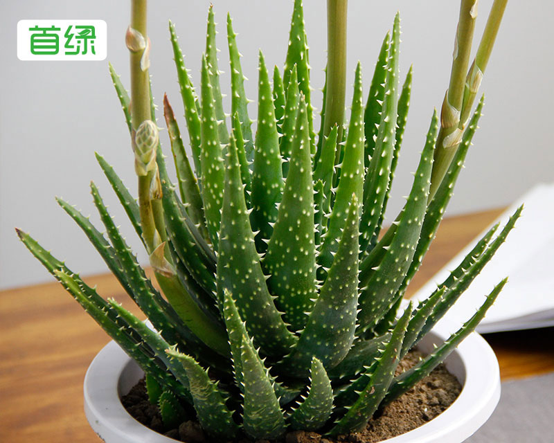 水晶蘆薈 水晶蘆薈