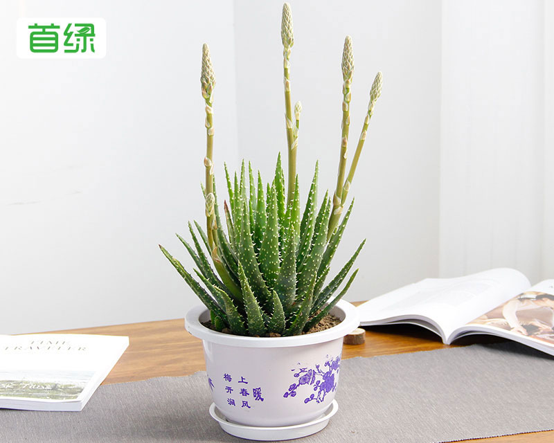 水晶蘆薈 水晶蘆薈