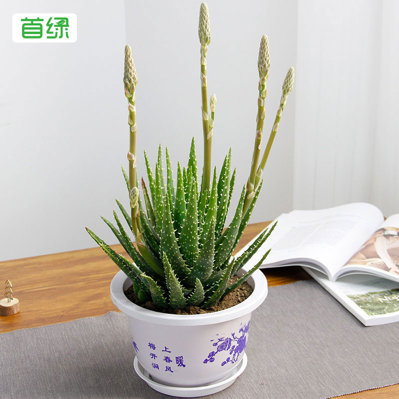 水晶蘆薈 水晶蘆薈