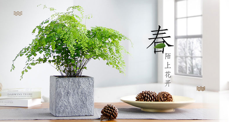 鐵線蕨