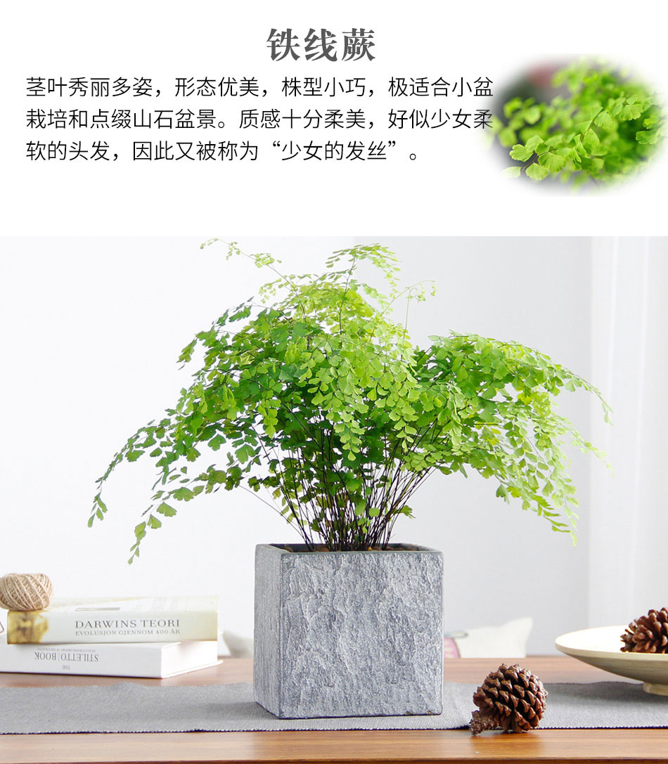 鐵線蕨 鐵線蕨
