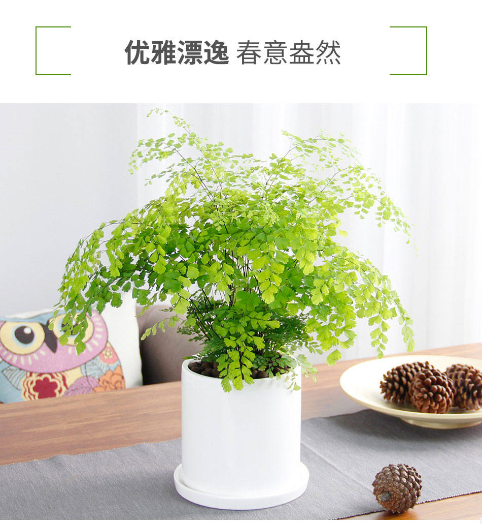 鐵線蕨 鐵線蕨
