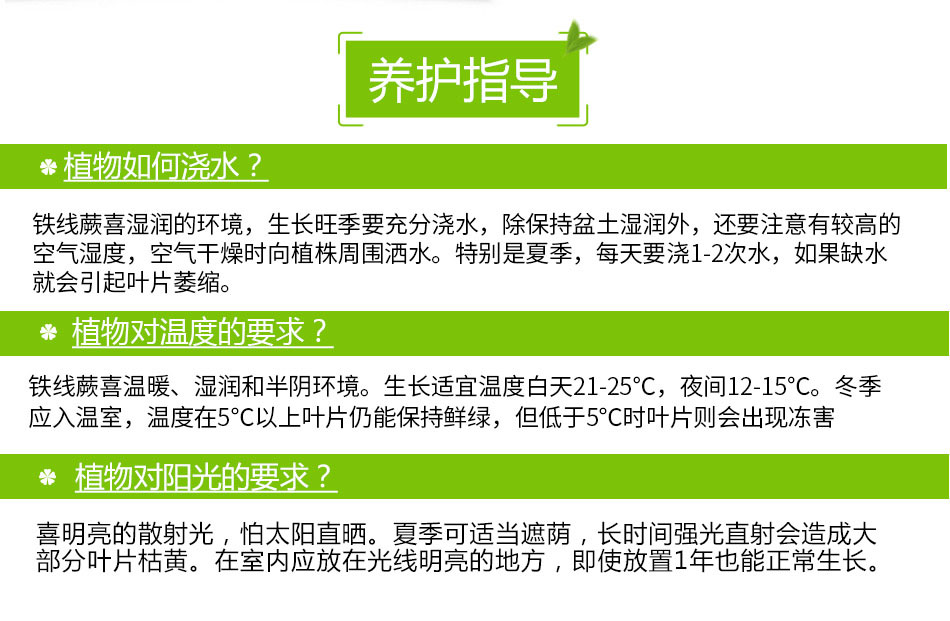 鐵線蕨 鐵線蕨