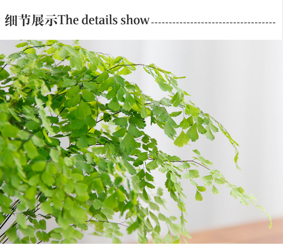 鐵線蕨 鐵線蕨