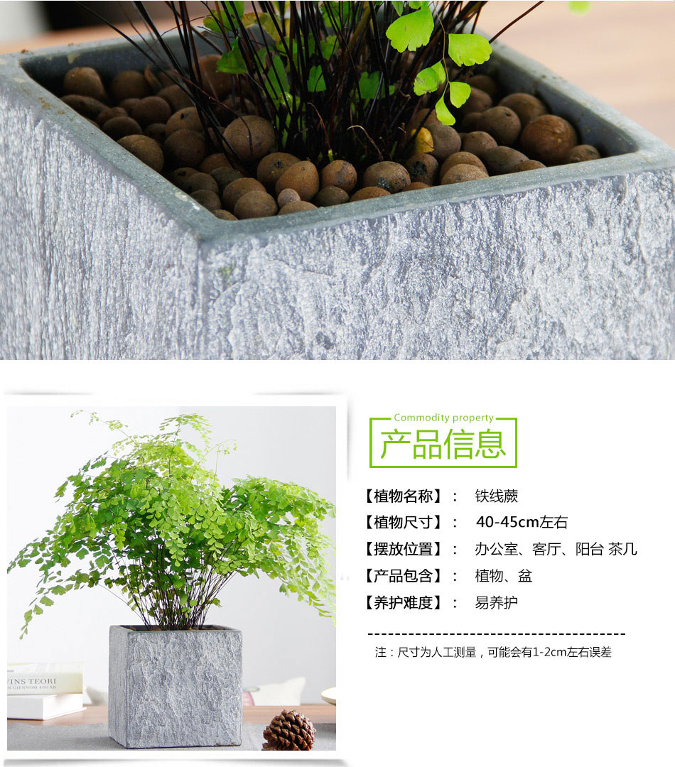 鐵線蕨 鐵線蕨