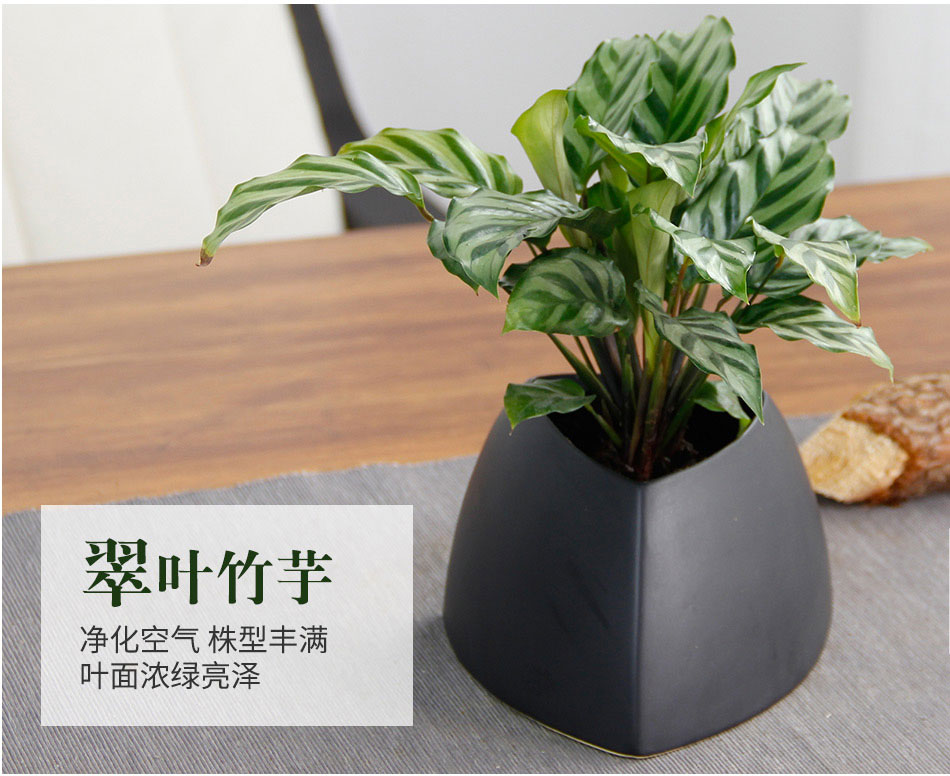 翠葉竹芋