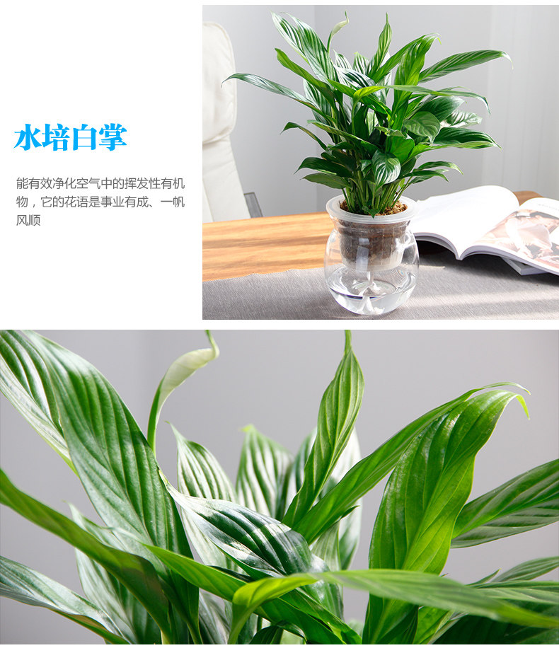水培白掌 水培白掌