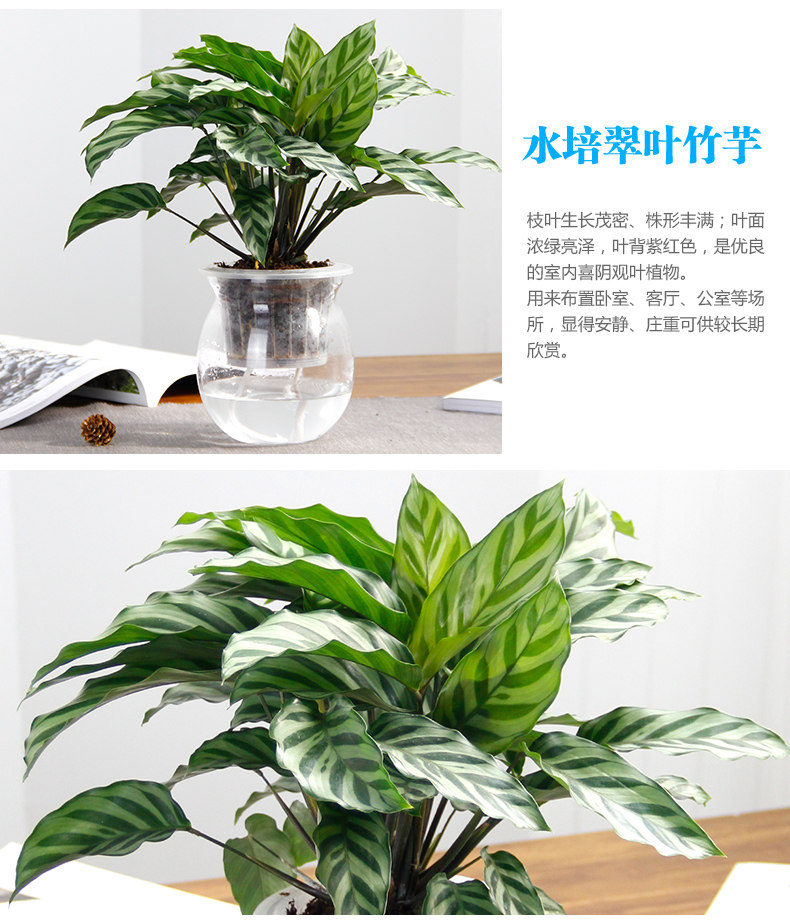 水培翠葉竹芋 水培翠葉竹芋