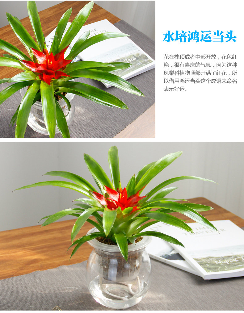水培鴻運當頭 水培鴻運當頭