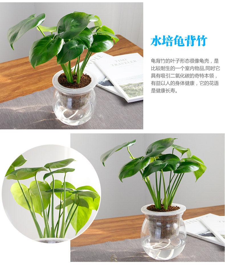 水培龜背竹 水培龜背竹