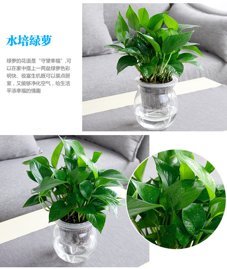 水培綠蘿 水培綠蘿