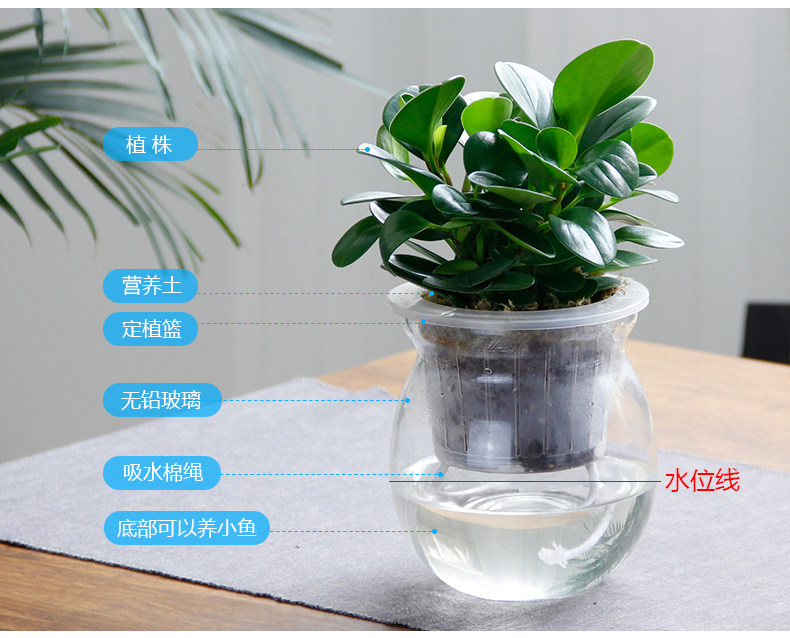 水培豆瓣綠