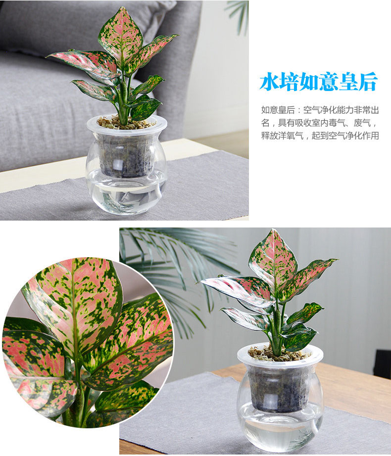 如意皇后 如意皇后
