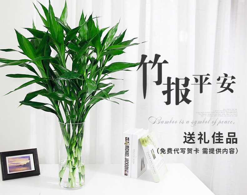 富貴竹
