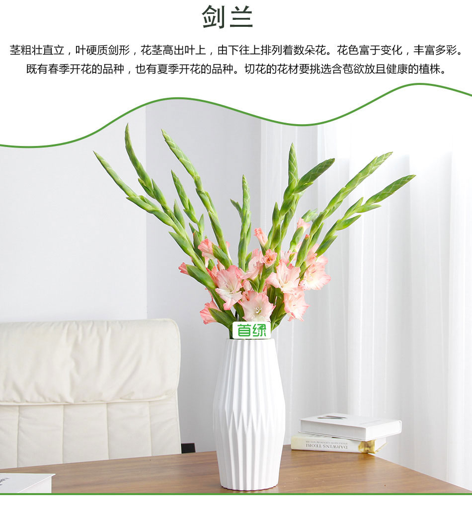 劍蘭