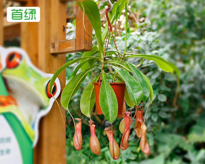 豬籠草