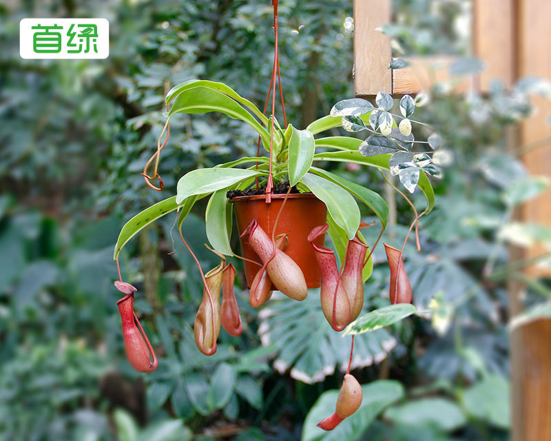 豬籠草
