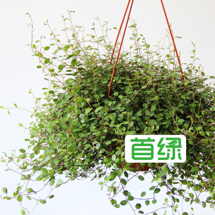 千葉吊蘭