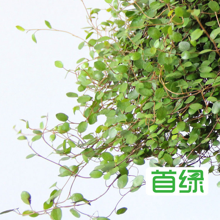 千葉吊蘭