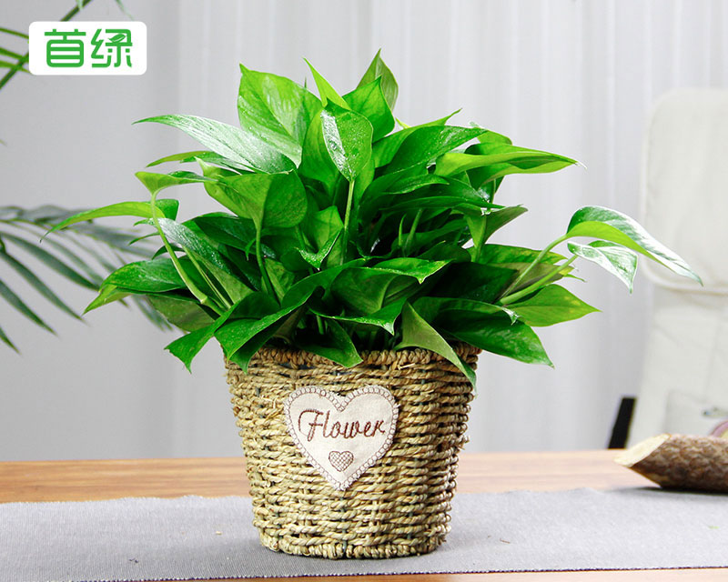 綠蘿 綠蘿
