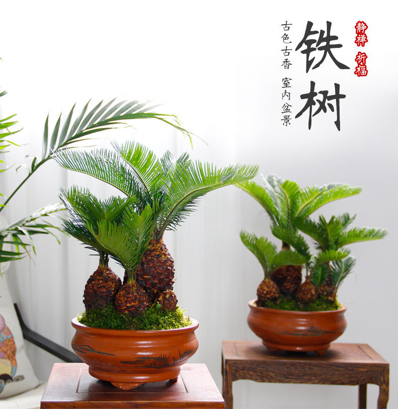 鐵樹