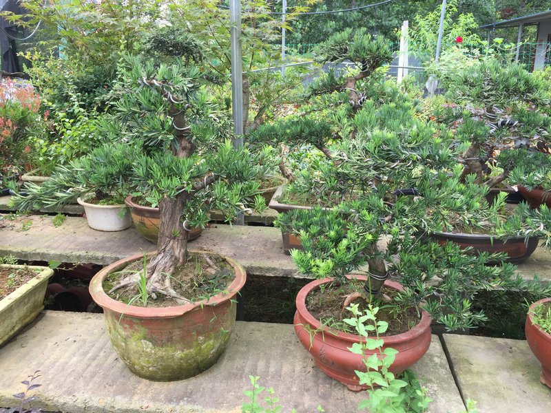 大型羅漢松 大型羅漢松