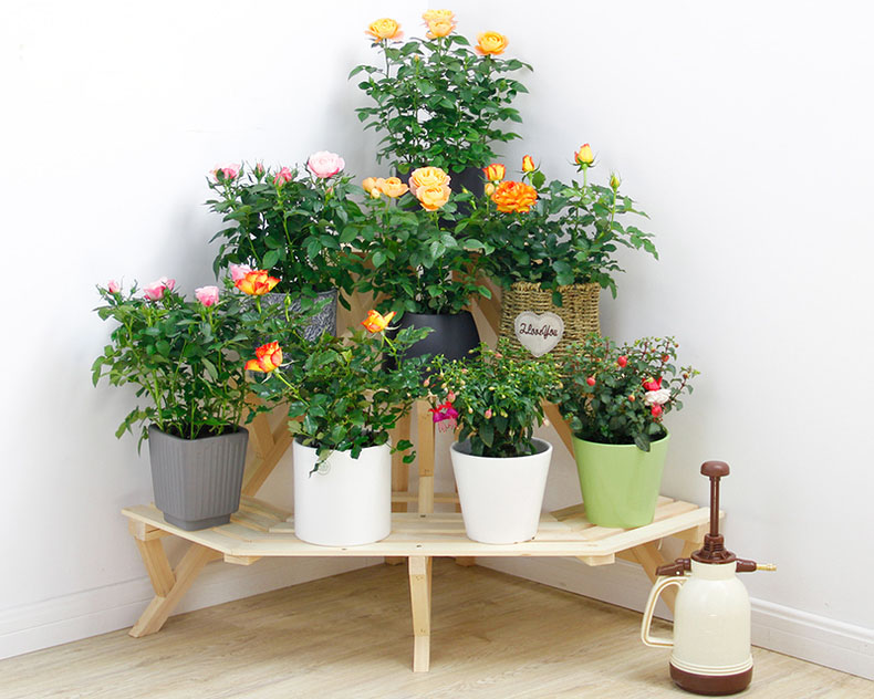 陽臺(tái)花卉
