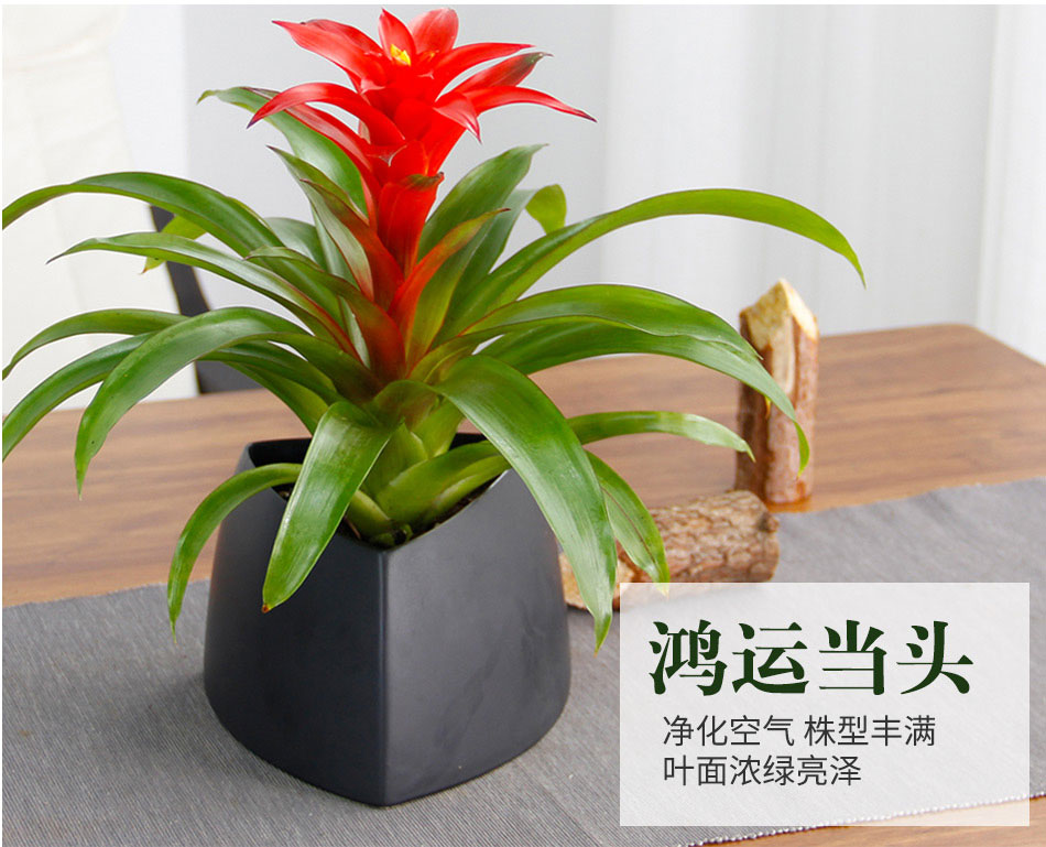 鴻運(yùn)當(dāng)頭