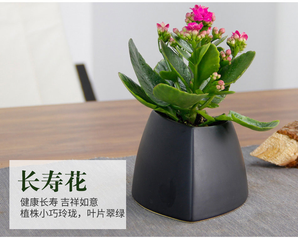 長(zhǎng)壽花